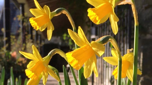 Daffodils at Plas yn Rhiw